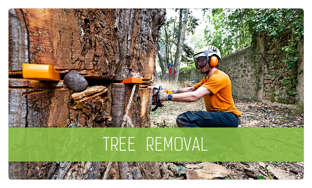 Tree removal in Cannes