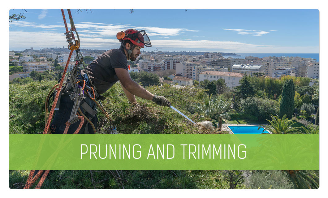 Pruning and trimming in Cannes