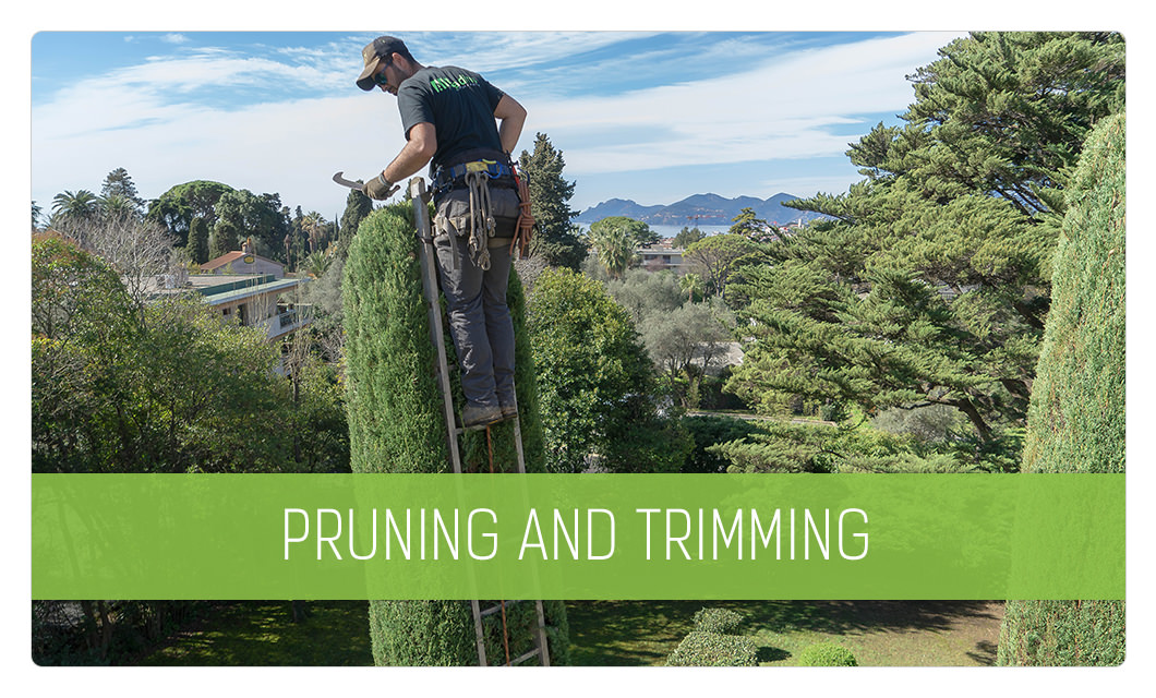 Tree pruning and trimming in Cannes