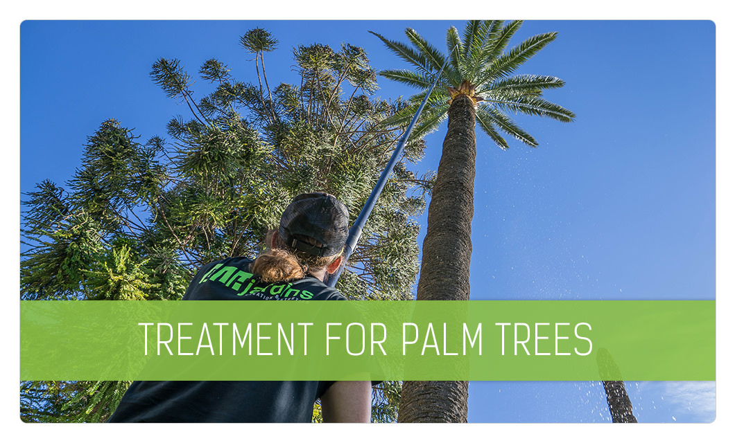 Treatment for palm trees in Cannes