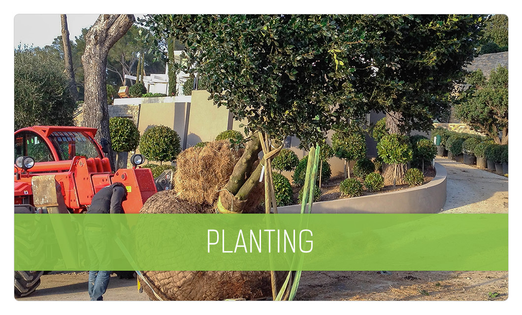 Tree planting in Cannes