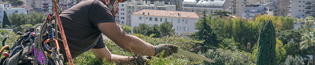 Taille élagage Cannes